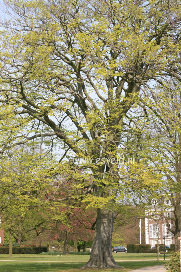 Fagus sylvatica