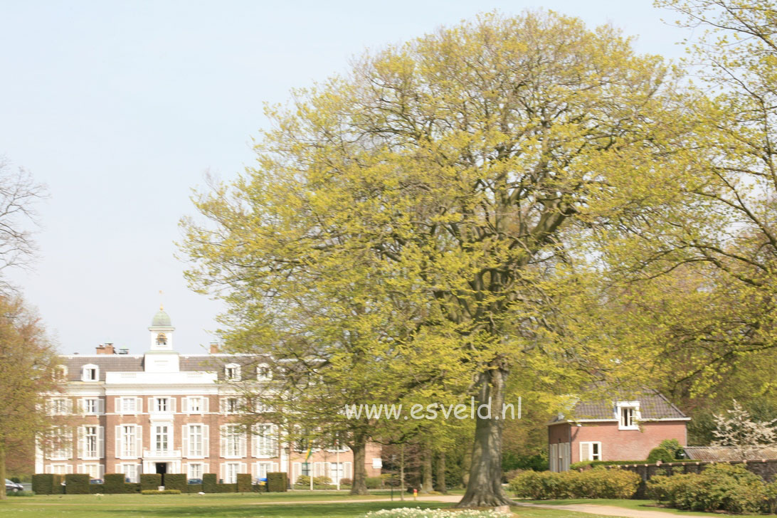 Fagus sylvatica