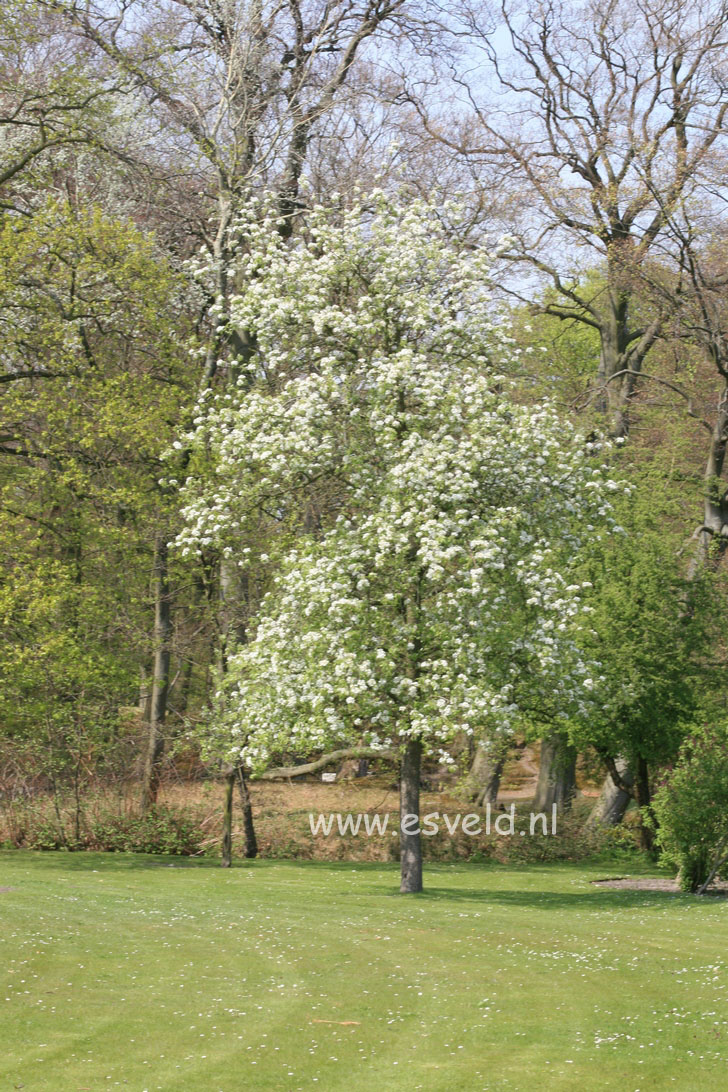 Pyrus communis