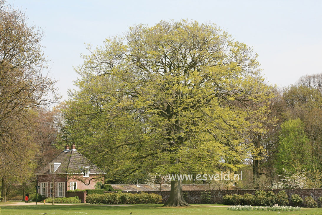 Fagus sylvatica