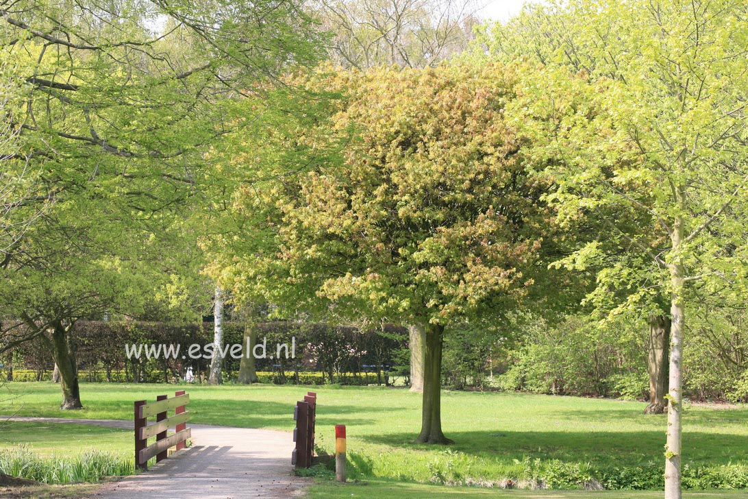 Acer platanoides 'Globosum'