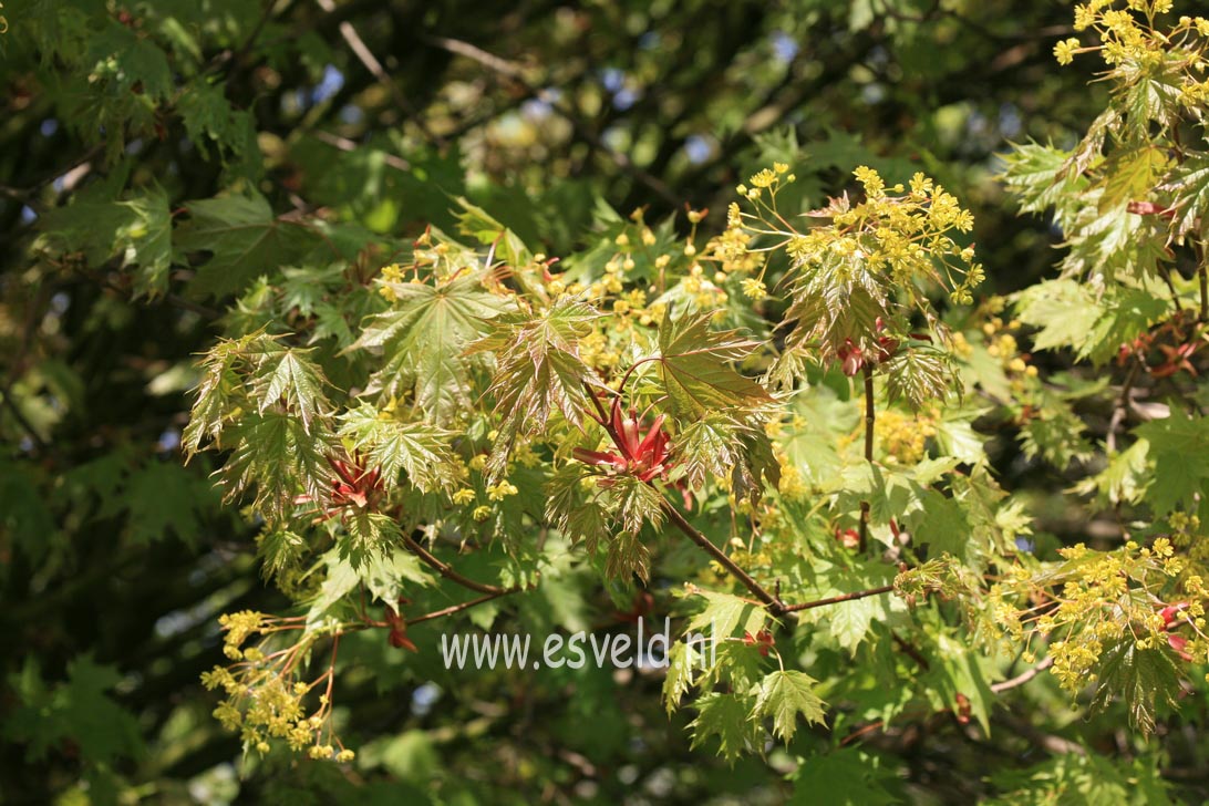 Acer platanoides 'Globosum'