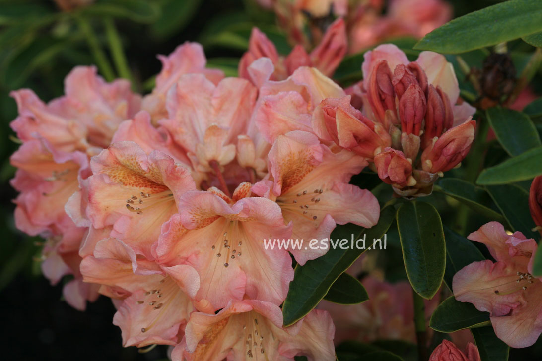 Rhododendron 'Olga'