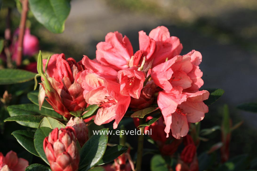 Rhododendron 'Amaretto'