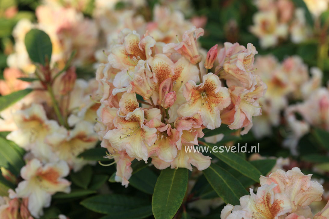 Rhododendron 'Bernstein'