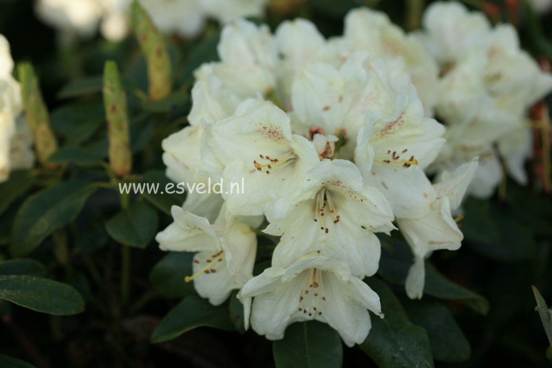 Rhododendron 'Festivo'