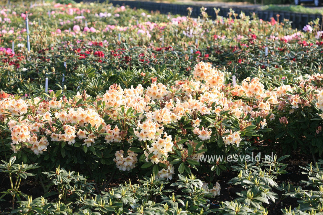 Rhododendron 'Bernstein'