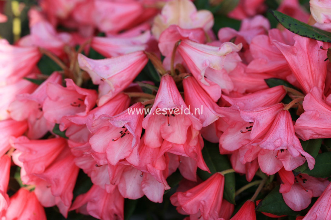 Rhododendron 'Winsome'