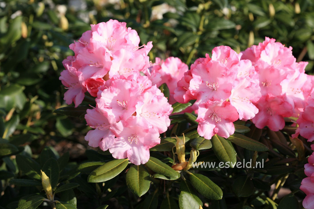 Rhododendron 'Papageno'