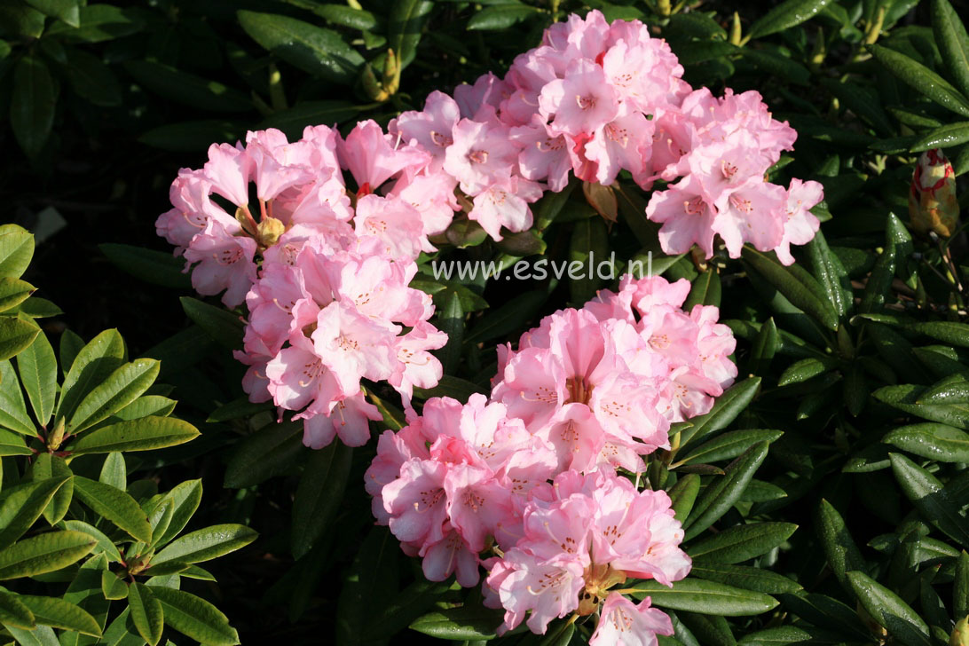 Rhododendron 'Love Song'