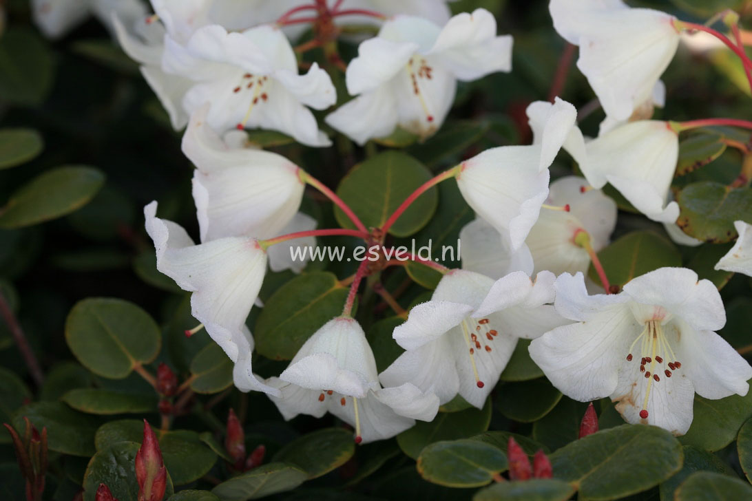 Rhododendron 'Cowslip'