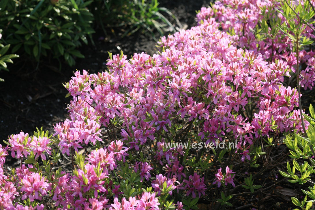 Rhododendron 'Fraseri'