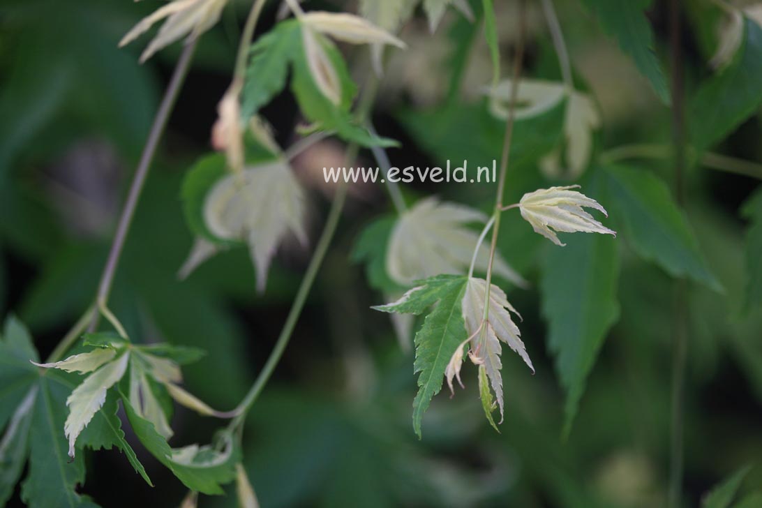 Acer palmatum 'Suruga nishiki'