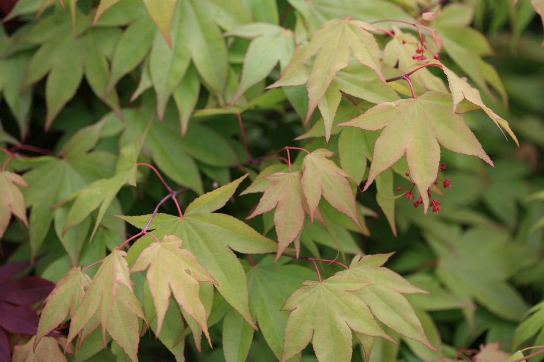 Acer palmatum 'Sainan in beni'