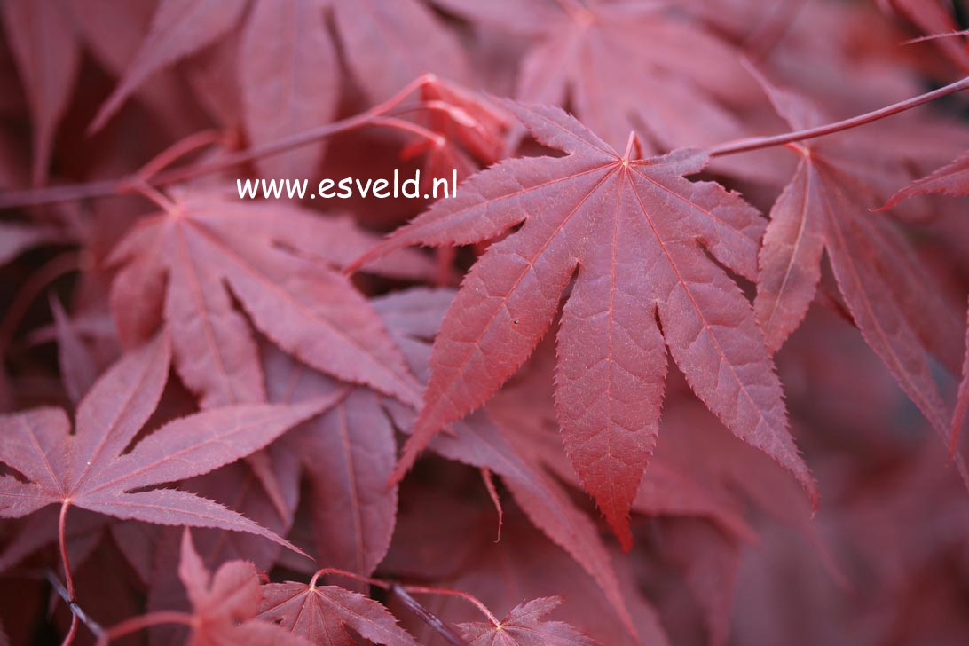 Acer palmatum 'Muro gawa'