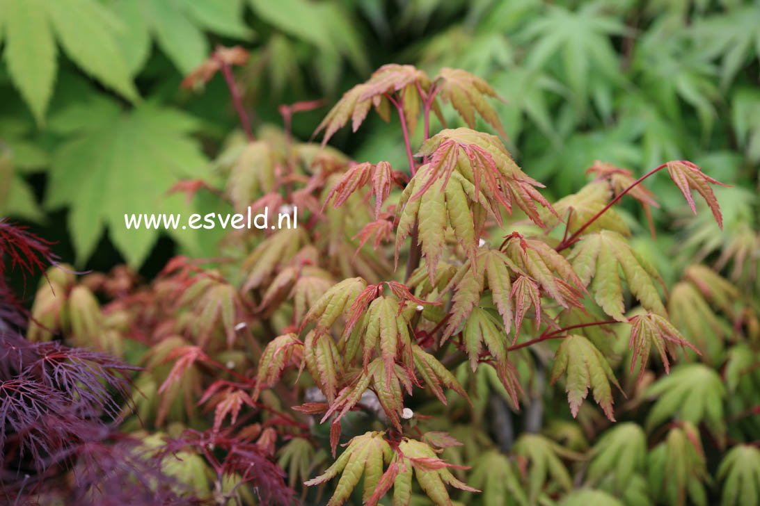 Acer palmatum 'Kenkoh nishiki'