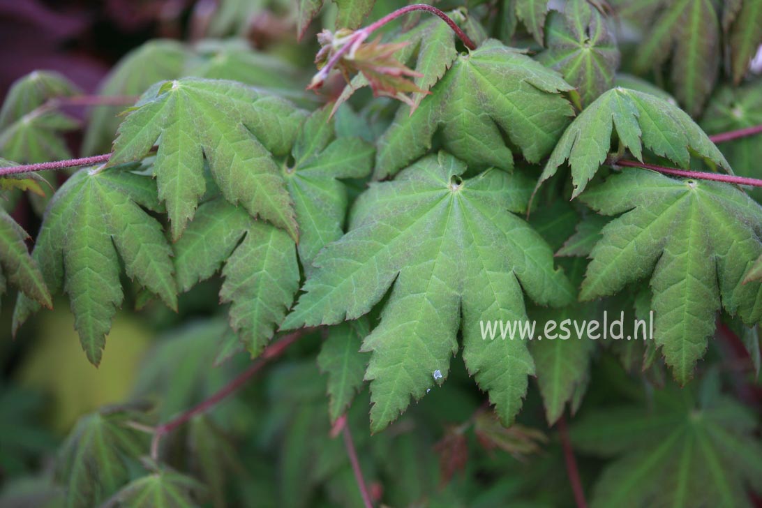 Acer sieboldianum