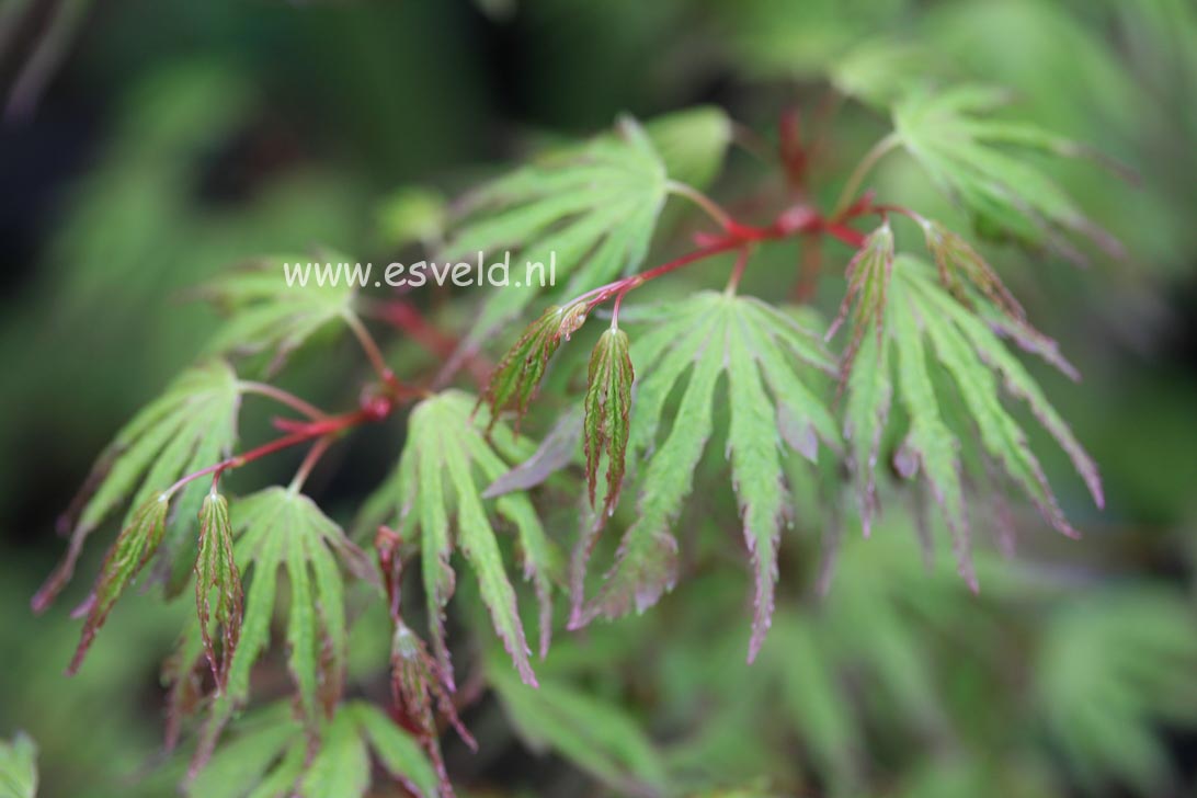 Acer palmatum 'Ogi nagashi'