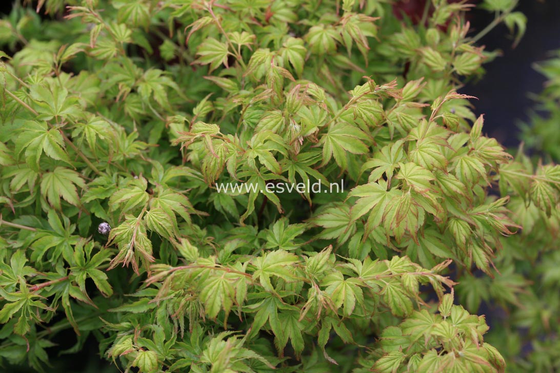 Acer palmatum 'Chiyo hime'