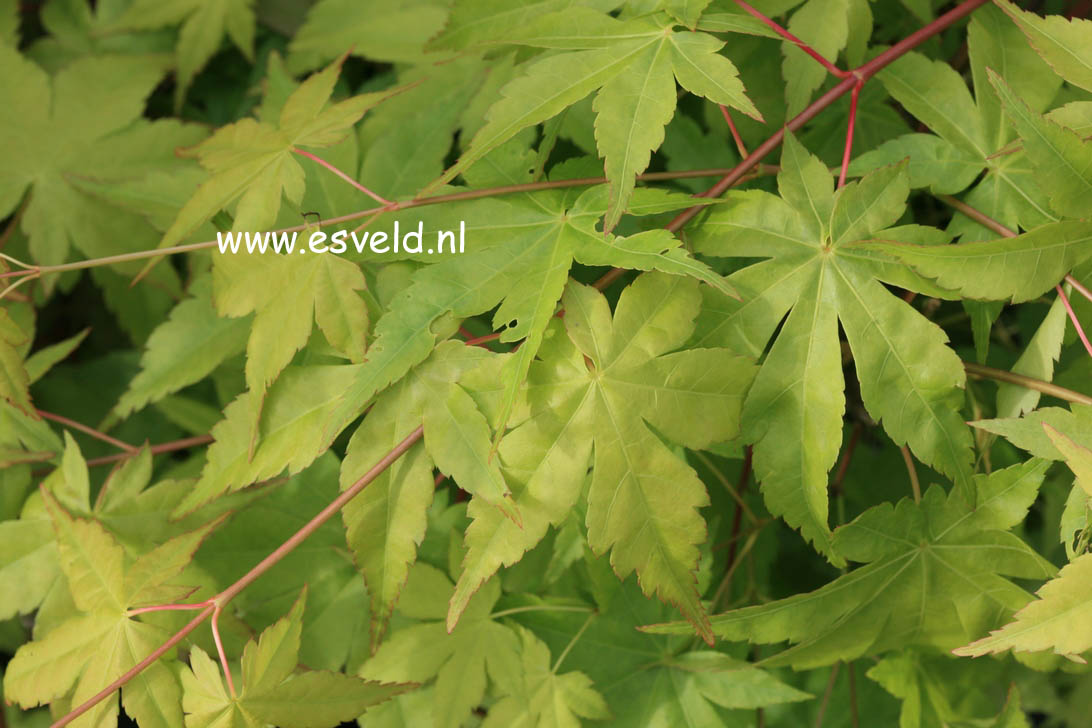 Acer palmatum 'Ibo nishiki'