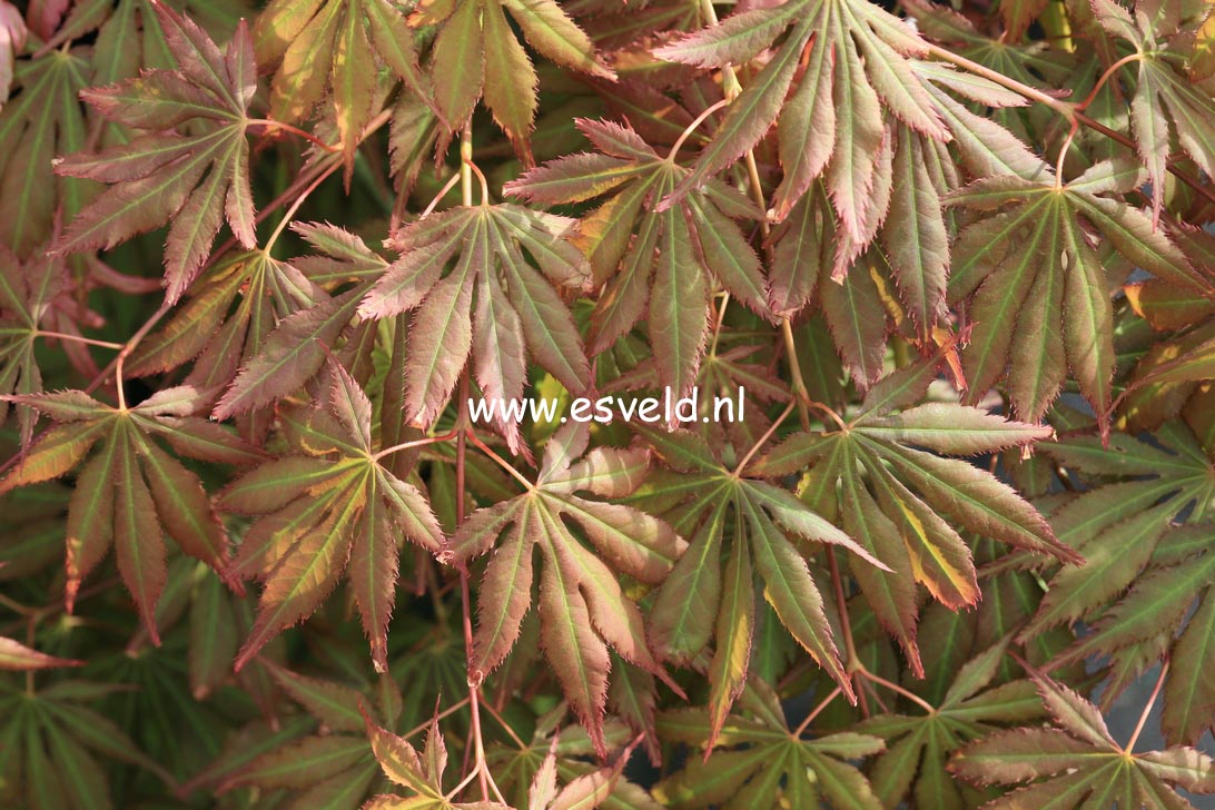 Acer palmatum 'Yamato gire'