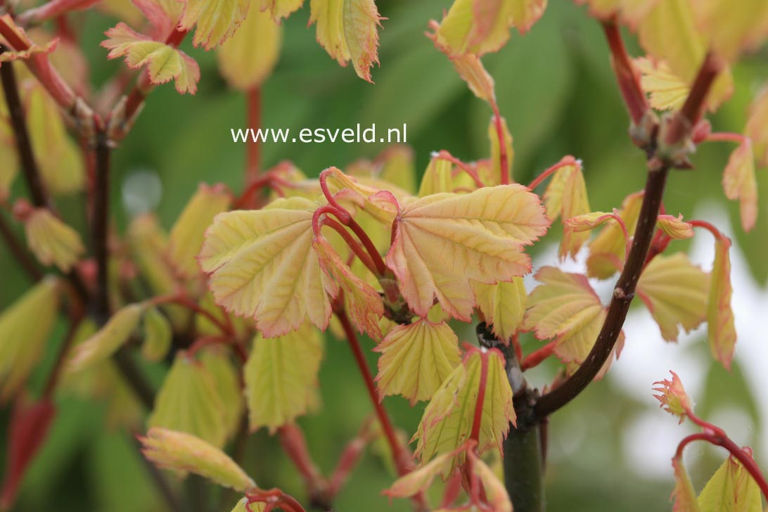 Acer circinatum 'W.B.Hoyt'