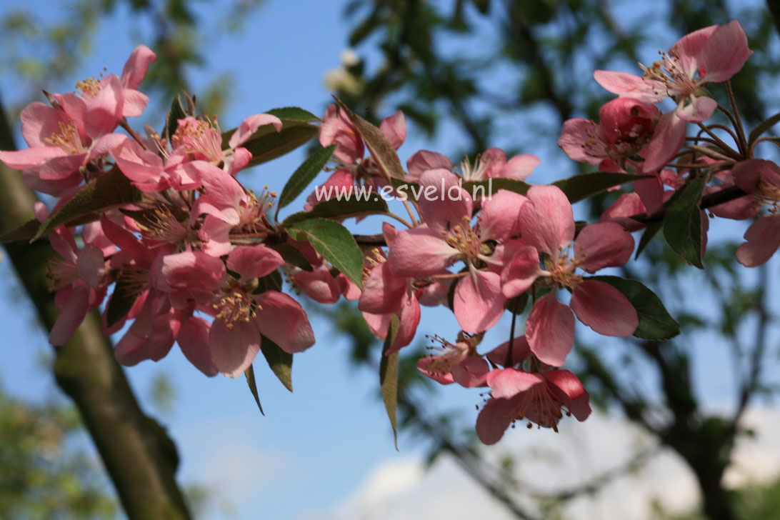 Malus 'Adams'