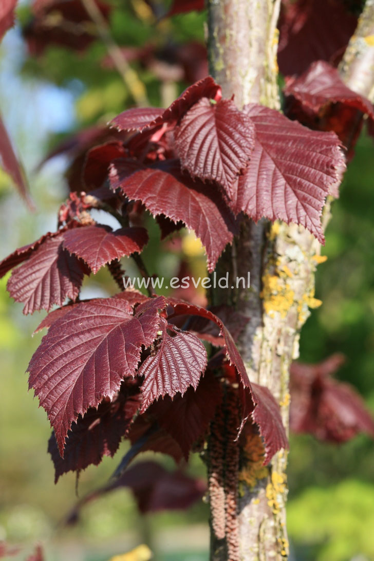 Corylus colurna 'Te-Terra Red'