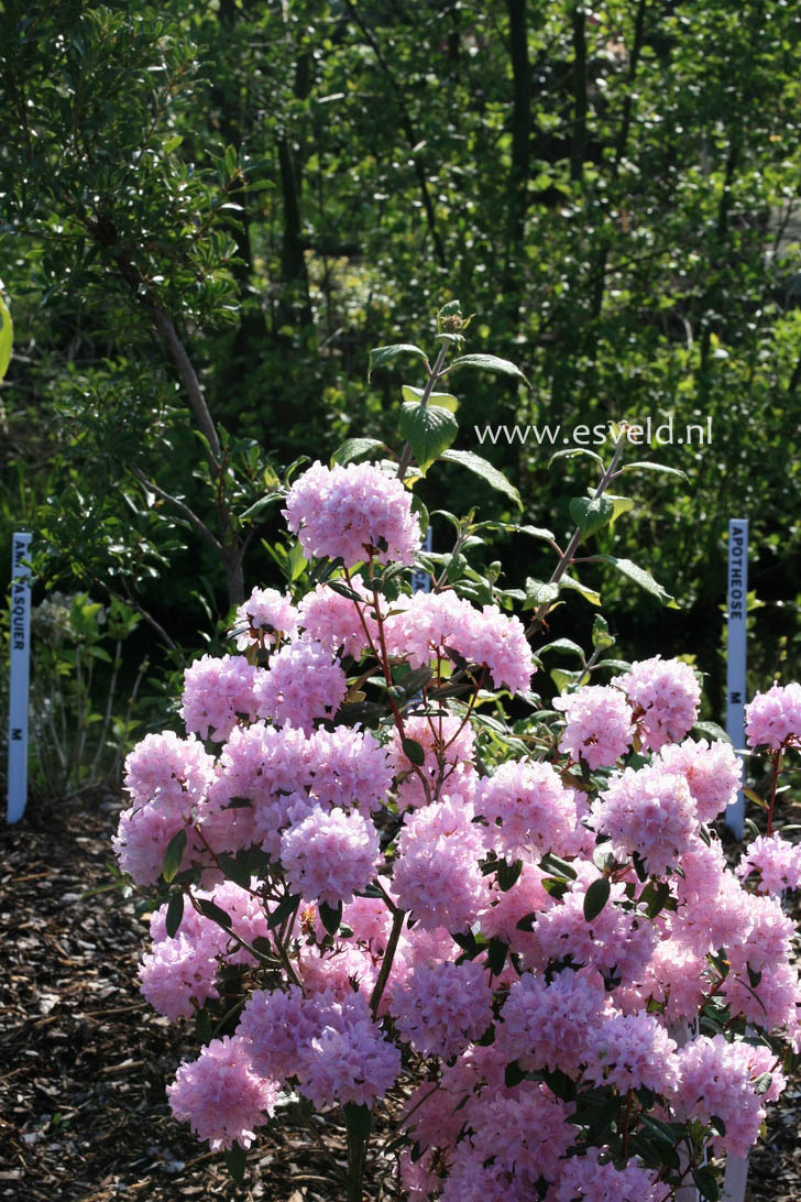 Rhododendron racemosum 'Pink Pompon'