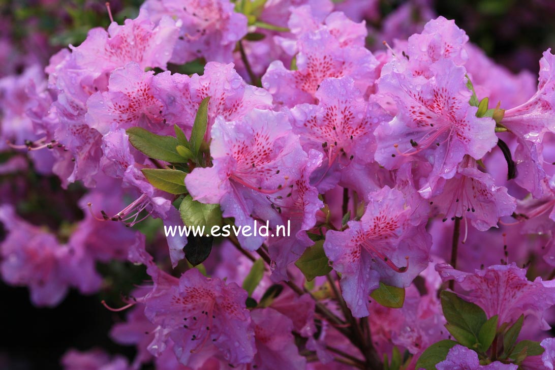 Azalea 'Gotthard'