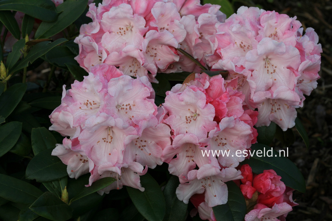 Rhododendron 'Mardi Gras'