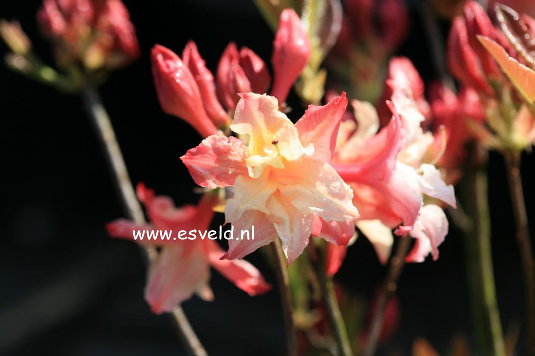 Azalea 'Jack A. Sand' (25301)