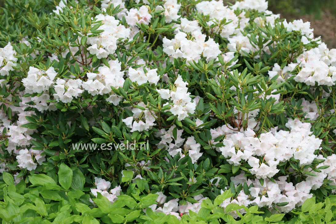 Rhododendron anwheiense