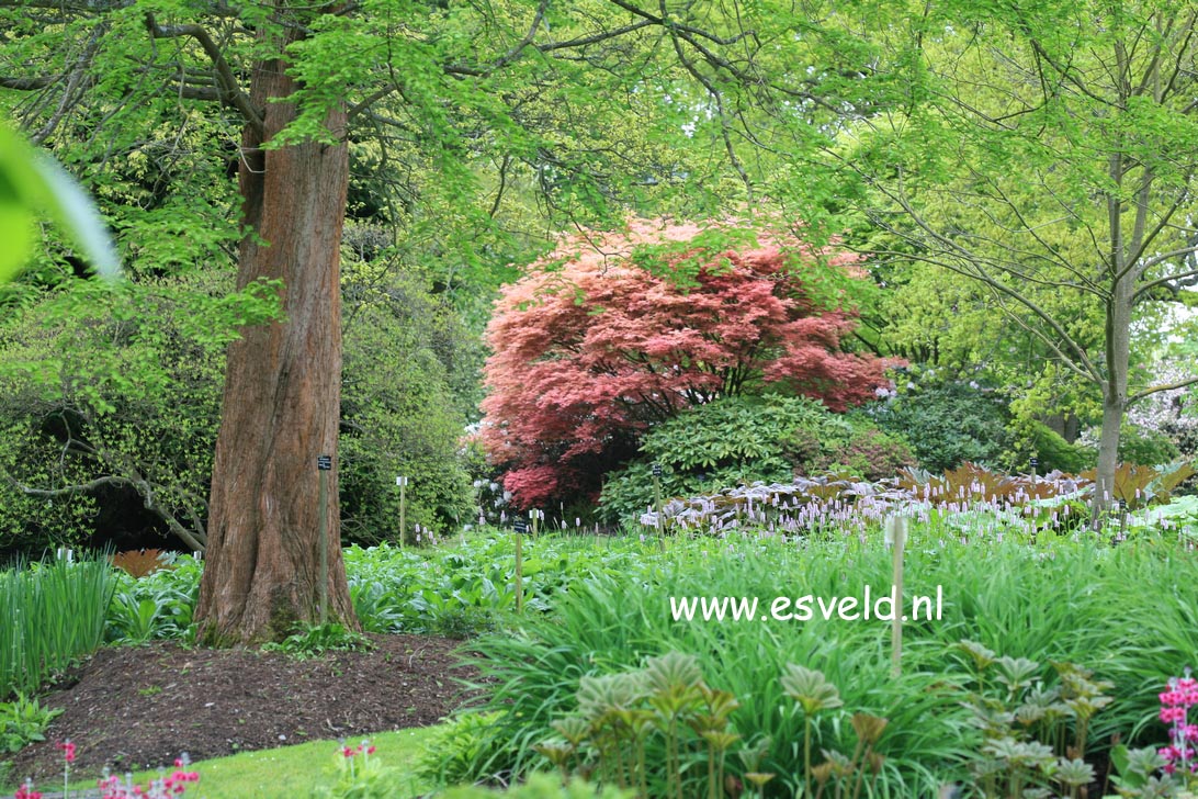 Acer palmatum 'Corallinum'