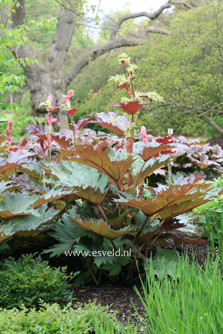 Rheum palmatum