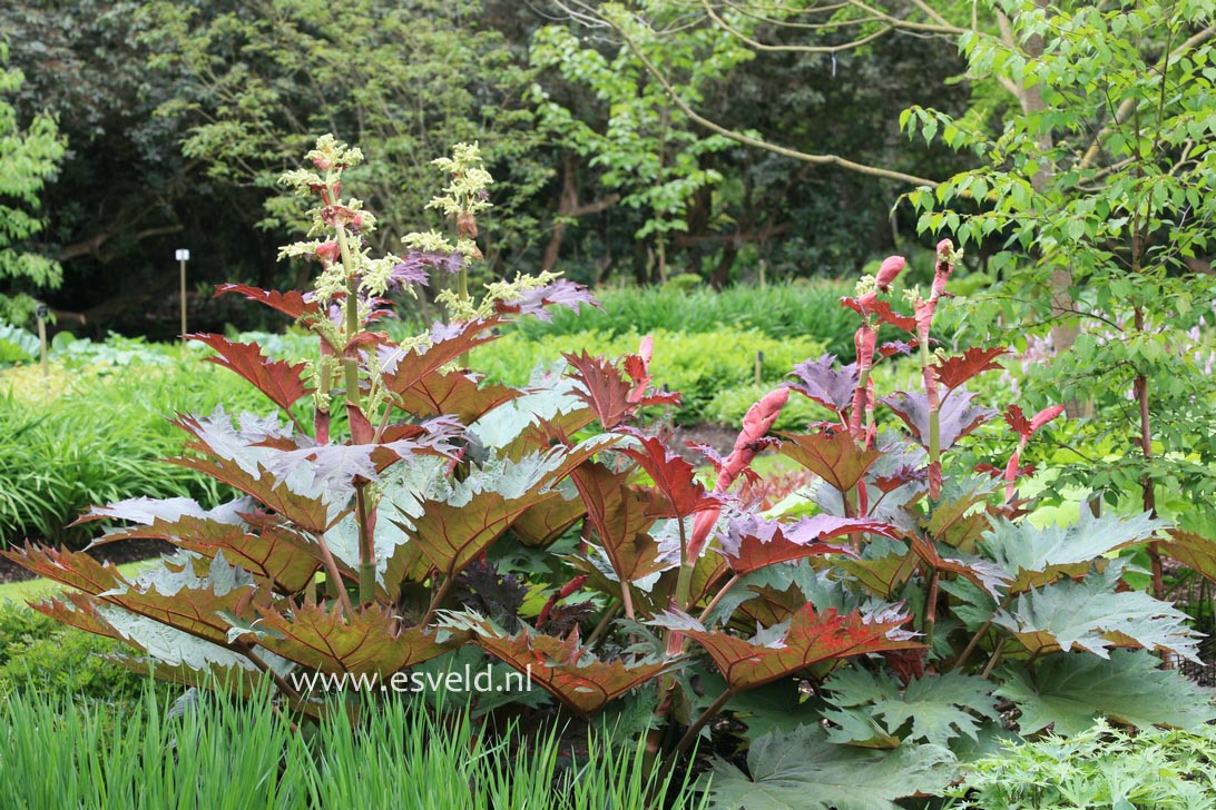 Rheum palmatum