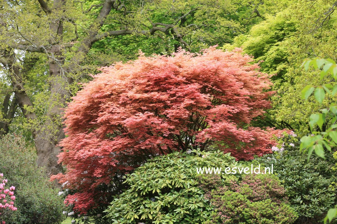 Acer palmatum 'Corallinum'