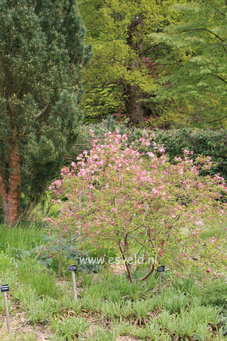 Syringa microphylla 'Superba'