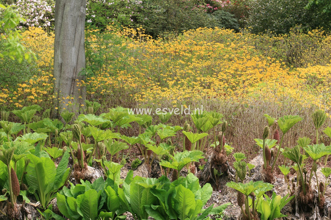 Rhododendron luteum