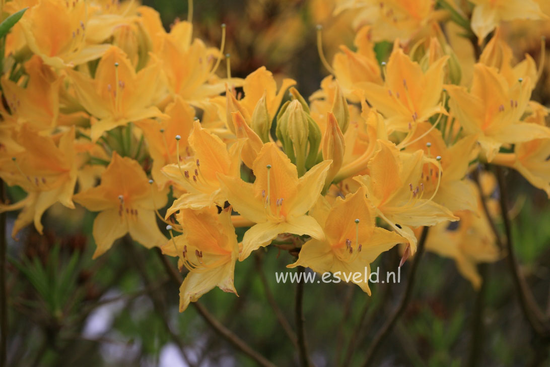 Rhododendron luteum