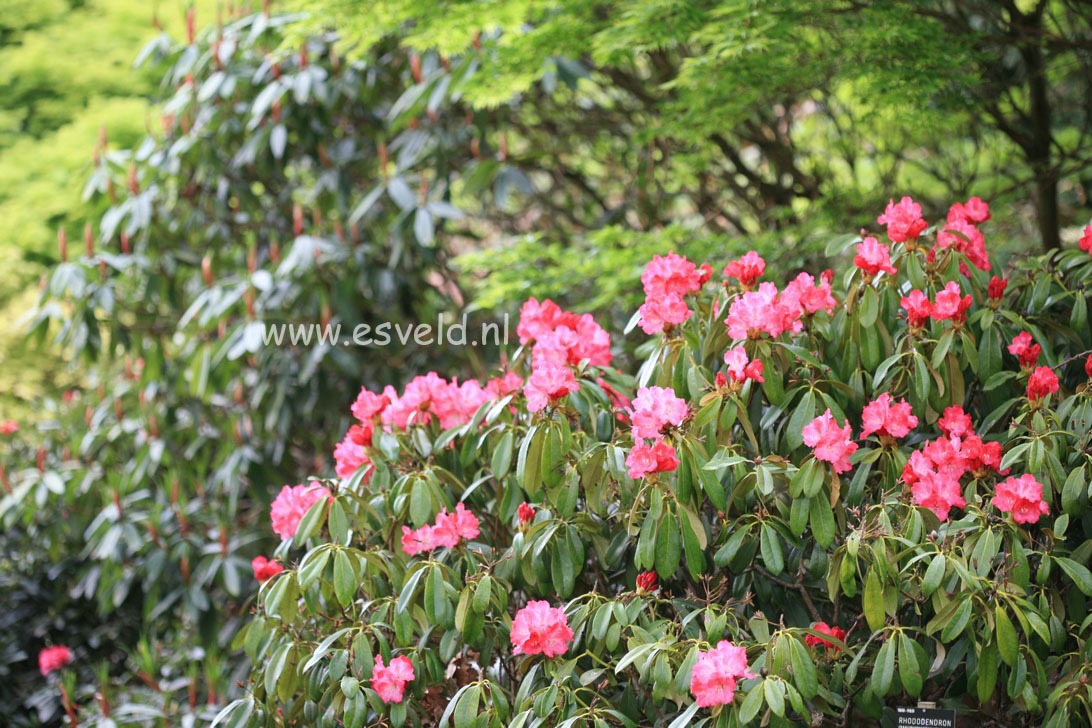 Rhododendron 'Morgenrot'