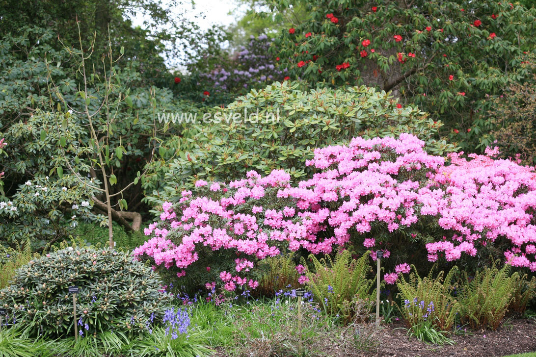 Rhododendron ponticum 'Graziella'