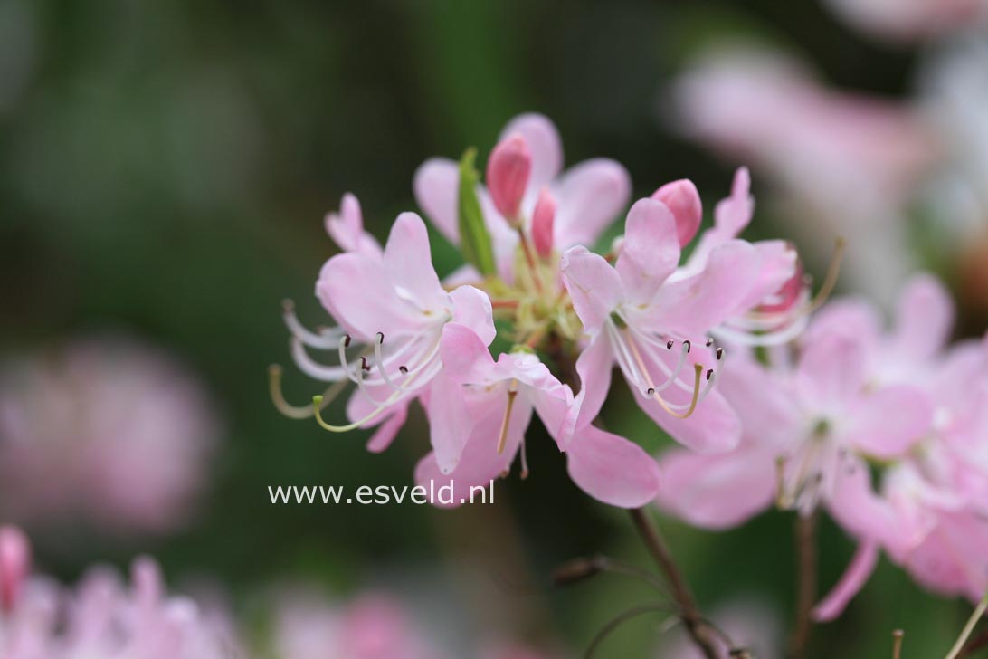 Rhododendron vaseyi