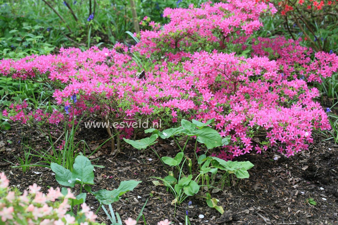 Azalea 'Hatsugiri'