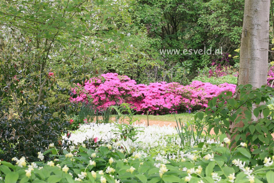 Azalea 'Hatsugiri'