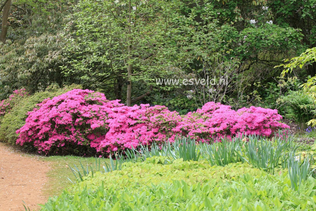 Azalea 'Hatsugiri'