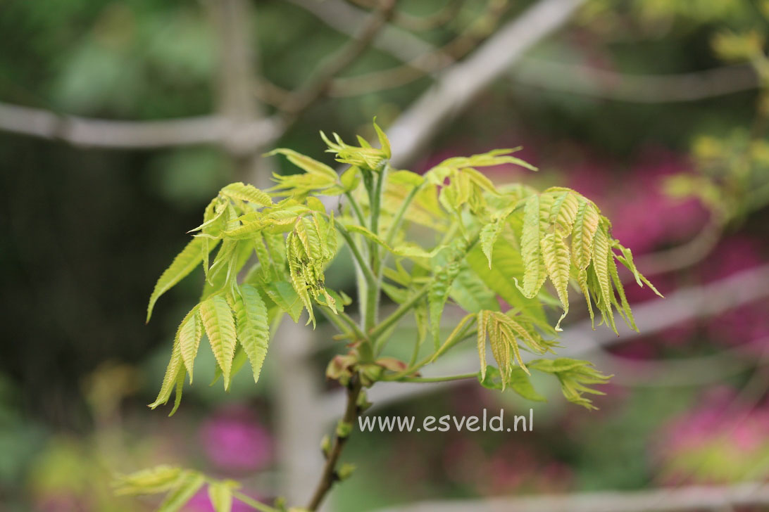 Platycarya strobilacea