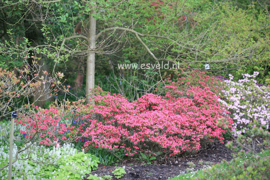 Azalea 'Hana asobi'