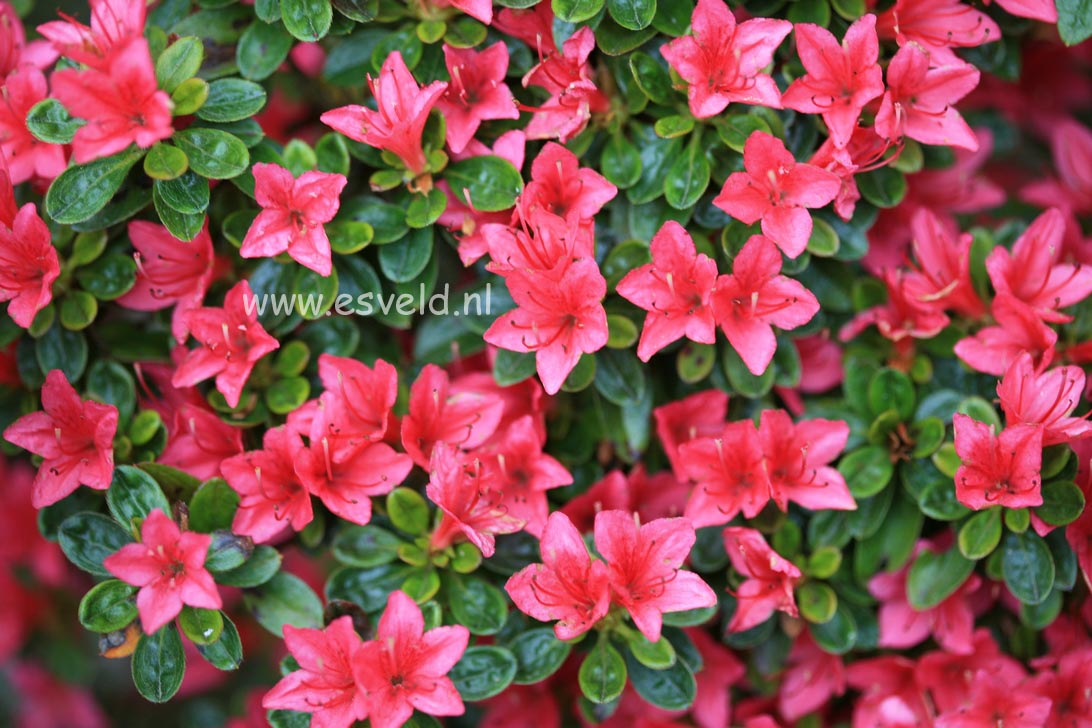 Azalea 'Hana asobi'