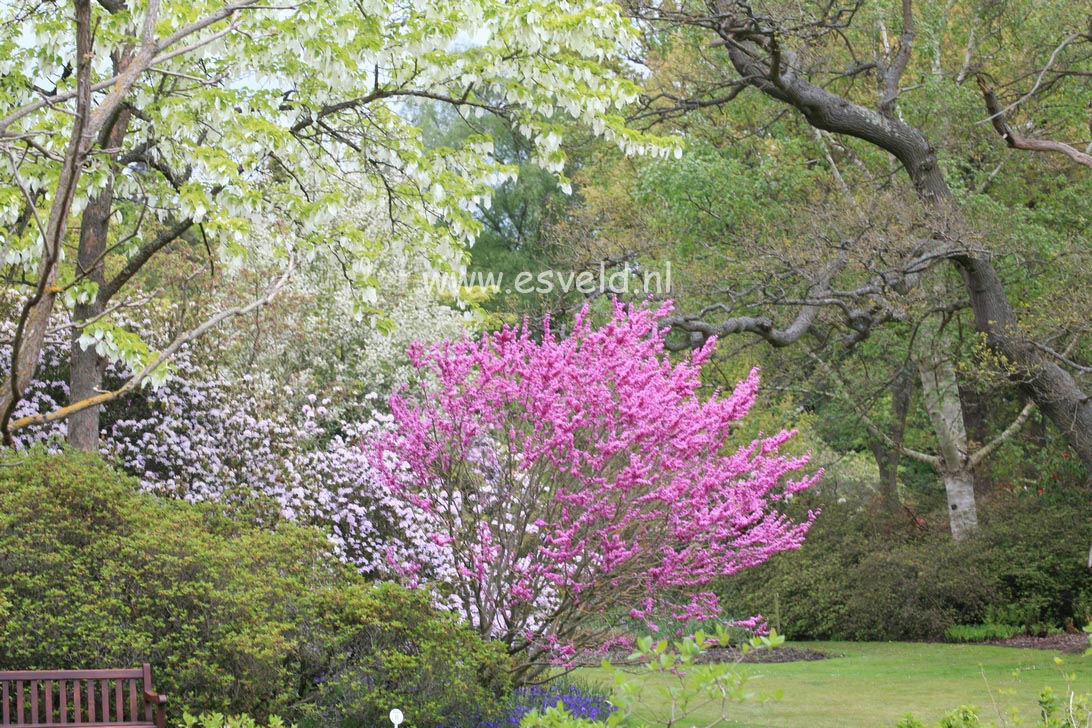 Cercis chinensis 'Avondale'